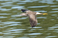 Greater Yellowlegs