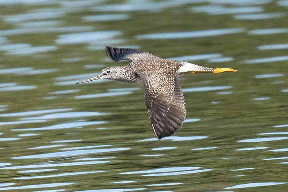 Greater Yellowlegs