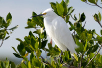 Snowy Egret
