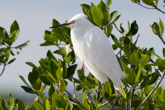 Snowy Egret
