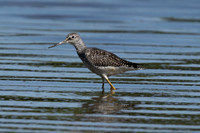 Sandpipers