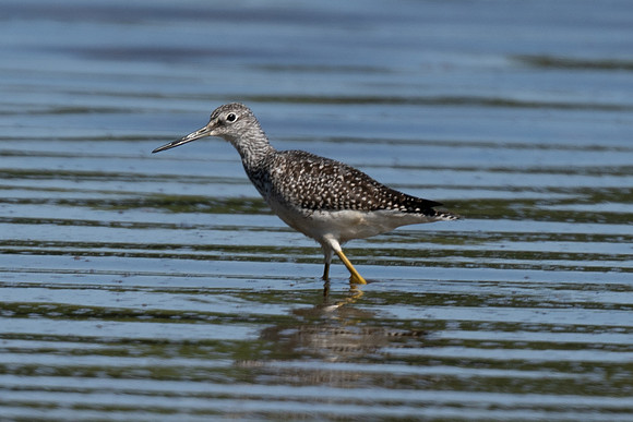 Solitaty Sandpiper