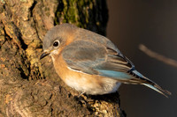 Bluebird