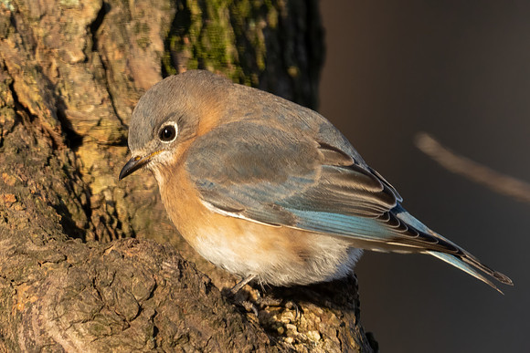 Bluebird