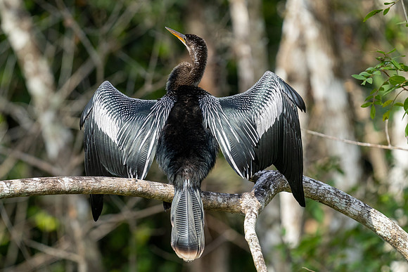 Anhinga