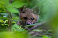 red fox kits