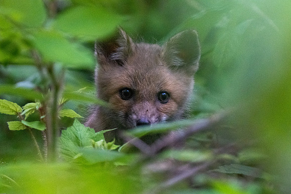 red fox kits