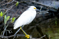 Snowy Egret