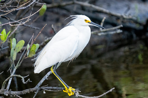 Snowy Egret