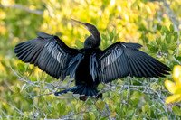 Anhinga