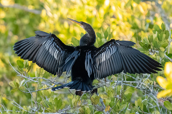 Anhinga