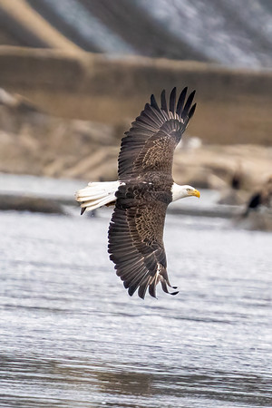 Bald Eagle
