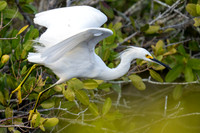 Snowy Egret