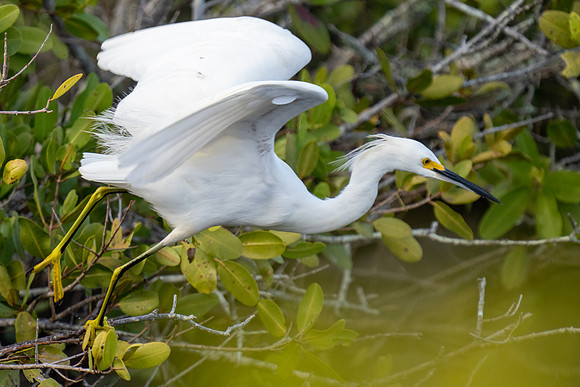 Snowy Egret