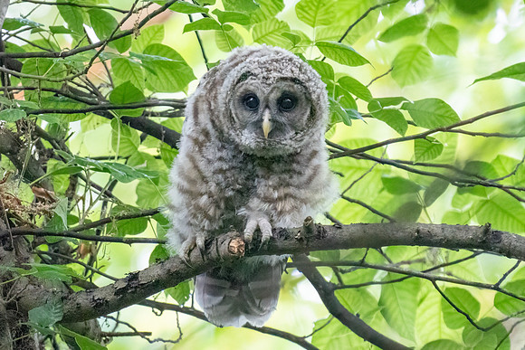 Baby Barred Owl
