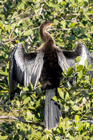Anhinga