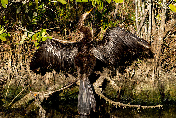 Anhinga