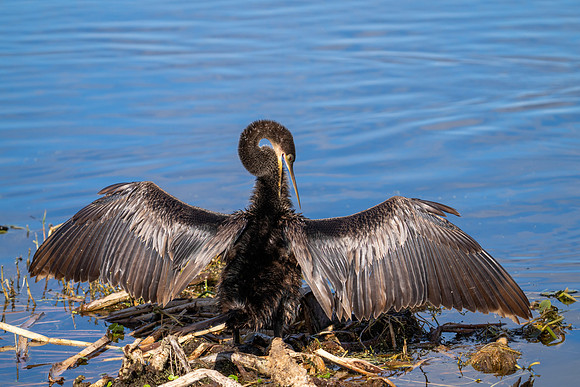 Anhinga