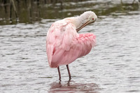 Roseate Spoonbill