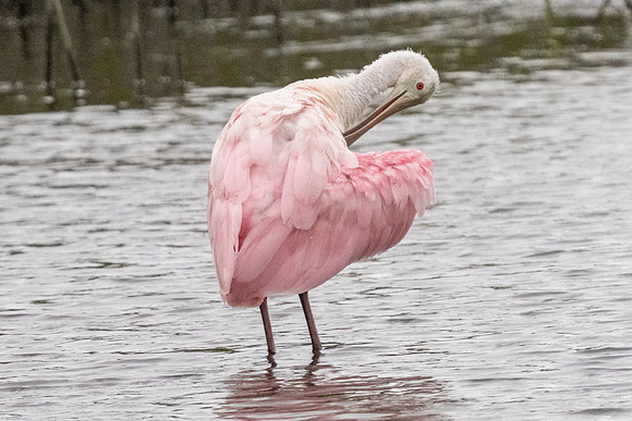 Roseate Spoonbill
