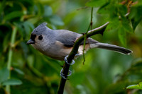 Small birds