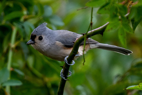 Tufted Titmouse