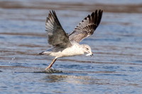 Ring-billed Seagull