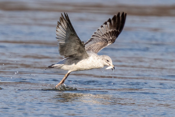 Ring-billed Seagull