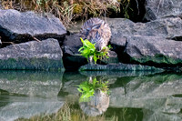 Muskrat