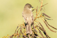 Eastern Phoebee