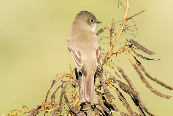 Eastern Phoebee