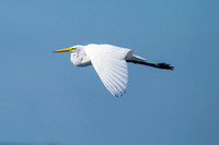 Great egret in flight
