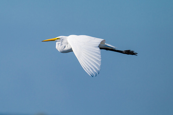Great egret in flight