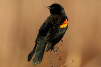 Red-winged Blackbird