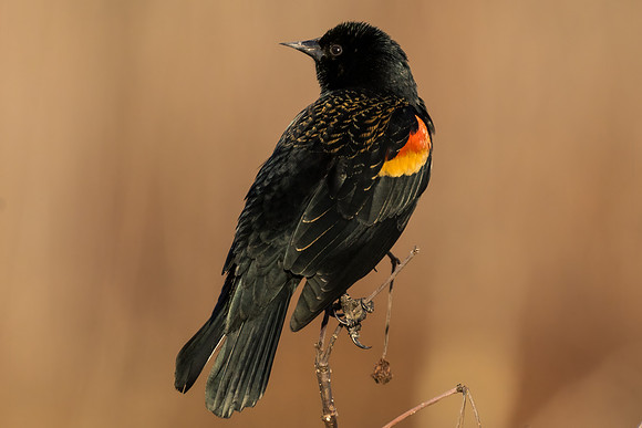 Red-winged Blackbird